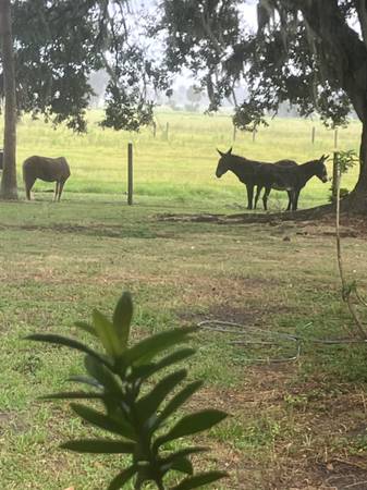2 Jenny donkeys 1