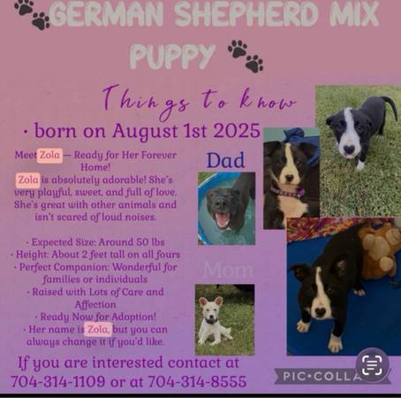 German Shepherd mix puppy for sale 1