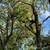 Land Clearing, Tree Services, Wild Fire Prevention, Road Maintenance! 13 thumbnail