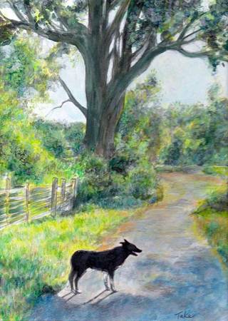 pet portraits (sunset / parkside)63696379567361123