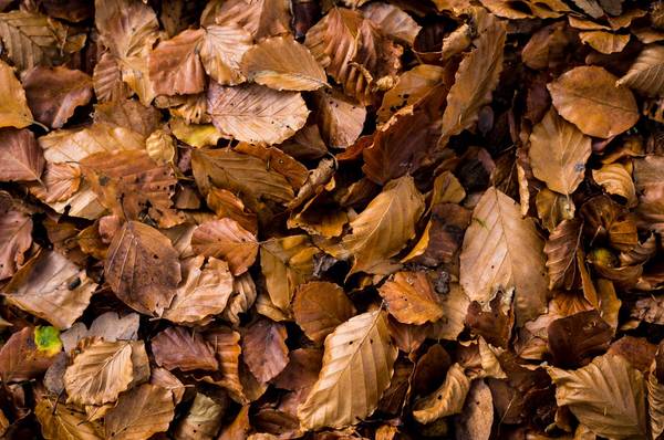 Wanted: Bags of Fallen Leaves (or leaf mulch) 1