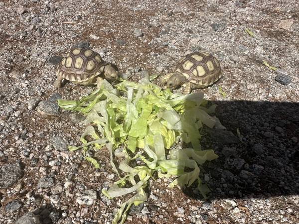 Rehoming a Pair of Sulcata Tortoises - Looking For a Good Home (Desert Hot Springs)63920646404354122