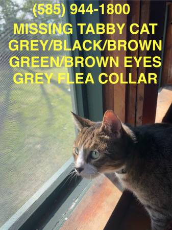 MISSING TABBY CAT HOLDEN RIDGE (Kirtland)63939179280642120