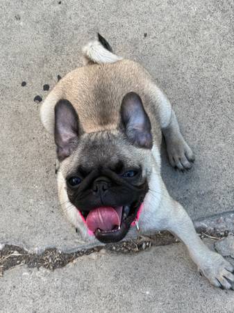 Female pug puppy 1