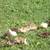Muscovy ducklings lots of colors 4 weeks old 9 thumbnail