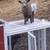 Nigerian Dwarf Goats 10 thumbnail