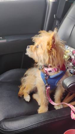 Pomerania (Fountain Inn)63661489969411120