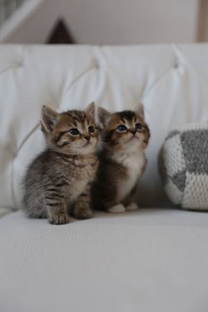 Rehoming for Scottishfold/ tabby brown mix kitten63853558277891123