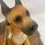 Fawn Great Dane by Conversation Concepts - DFLS 16B 6 thumbnail