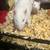 Four rats 1 thumbnail
