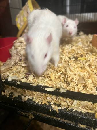 Four rats 1