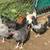 Chickens, laying hens, also some young roosters and pullets 6 thumbnail