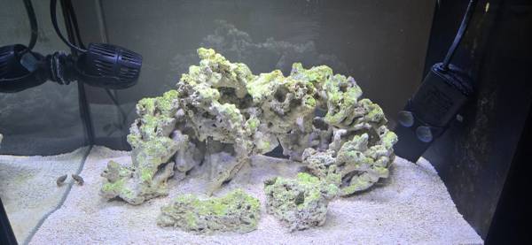 ISO Saltwater coral frags 1