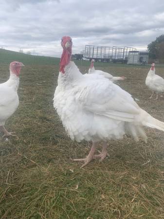 Turkeys For Thanksgiving 1
