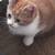 Barn kittem 1 thumbnail