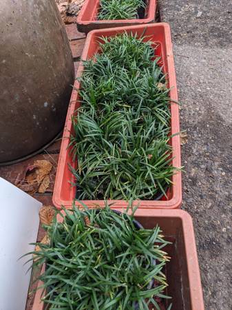 Mondo Grass Clusters- green - Ophiopogon japonicus 1