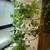 XL Lettuce Grow 30 Plants! Indoor LED lights! 3 thumbnail