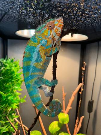 Panther chameleons (Pasadena)63859316837377124