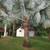 Bismarck seeds/seedlings, Royal Palm, Cabbage palm seedlings and more 2 thumbnail