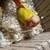 Conure parrot 5 thumbnail