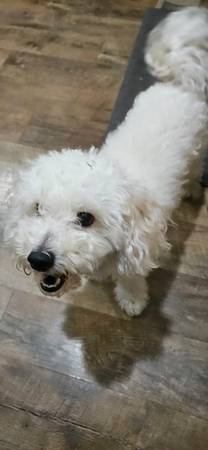 Rehoming Maltese Poodle mix (Watertown)63659505167105120