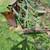 John Deere 145 Plow 1 thumbnail