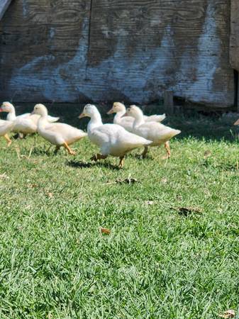 Patos Muscovitas - $15 (Rio Linda)63440070903297121