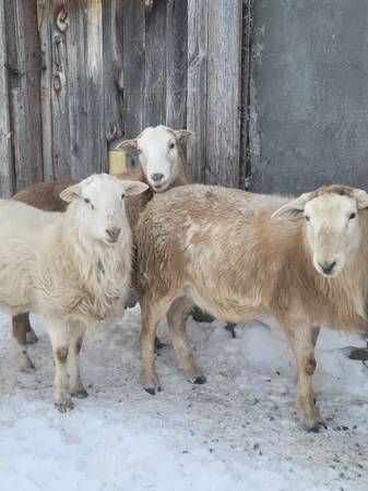 SHEEP YOUNG KATAHDIN BREEDING RAMS 1