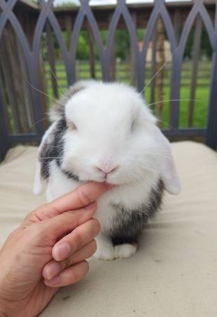 Beautiful Rabbit Rehome63664482452609124