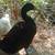 7 Ducks 2 thumbnail