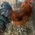 Rhode Island Red Rooster 1 thumbnail
