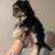 Yorkies 1 thumbnail
