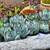 🌵 Parry’s Agave Century Cactus Plants  (Sago Palms too) 5 thumbnail