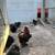SILKIES 🐔 2 thumbnail