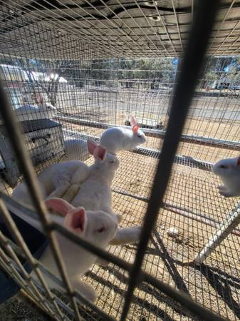 Rabbit new zeland White's - $50 (Van Nuys)63470806146305124