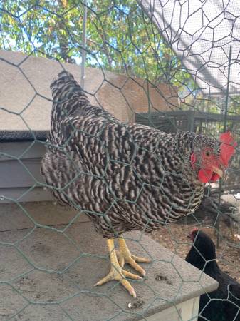 Plymouth barred rock64213051098243120