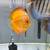 Discus fish for sale 1 thumbnail