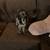 miniature poodle 1 thumbnail