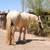 Palomino Gypsy Vanner 8 thumbnail