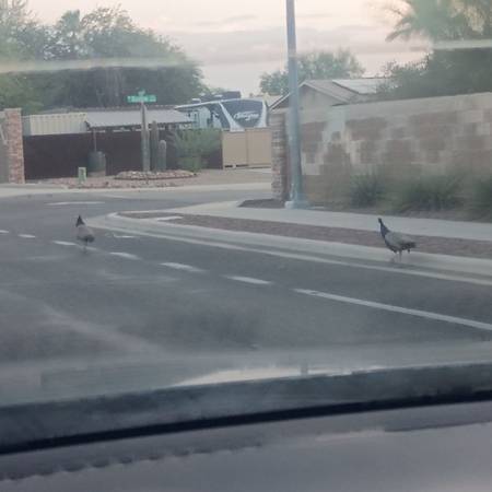 2 peacocks (Tucson)549754383022827522
