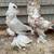 Pigeons-American Saint 1 thumbnail