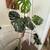 Large Monstera Deliciosa 1 thumbnail