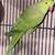 Rosellas & Ringnecks 17 thumbnail