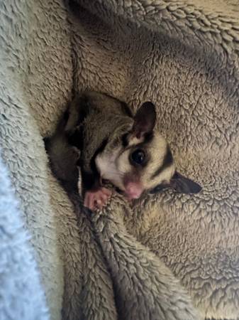 Baby sugar glider63826637400835121