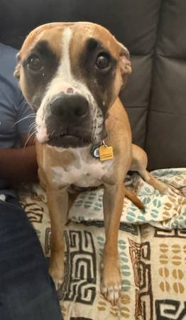 Reubicación de un dulce cruce de Boxer (Slidell)63988255319043120