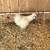 Chickens silkie 3 thumbnail