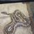 Ball Python 1 thumbnail