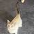 Siamese 2 thumbnail