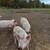 Yorkshire Piglets 1 thumbnail