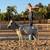 Beautiful Mare for sale 1 thumbnail
